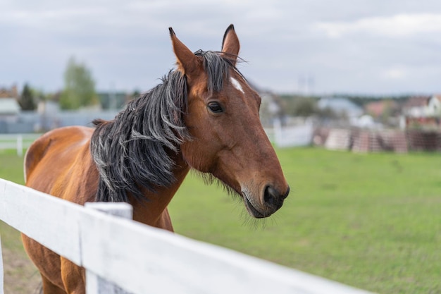 Cavallo