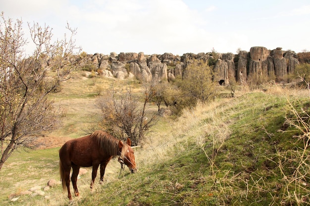 Cavallo