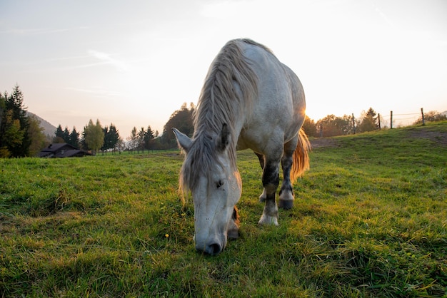 Cavallo