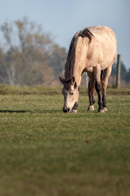 Cavallo