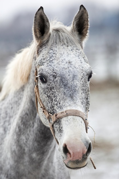 Cavallo