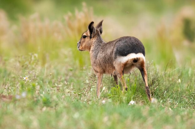 Cavi della Patagonia nell'ambiente delle praterie della Pampa Provincia di La Pampa Patagonia Argentina