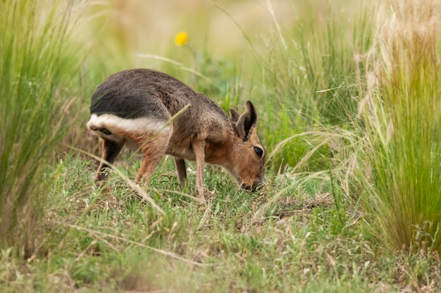 Cavi patagonico nell'ambiente delle praterie della Pampa La Pampa Provincia della Patagonia Argentina