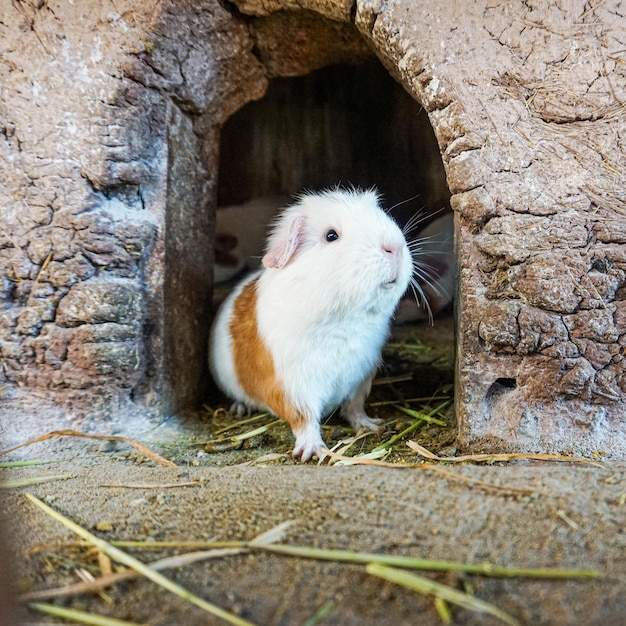 Cavia andina, Cusco Chincheros