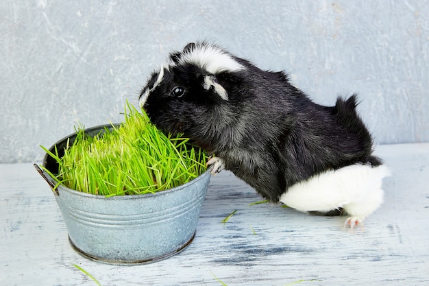 Cavia Blacck vicino al vaso con erba fresca. Studio foto.