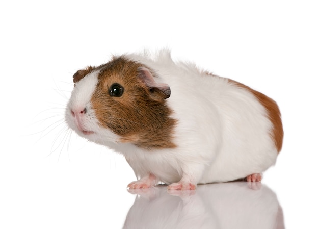 Cavia, Cavia porcellus, in piedi