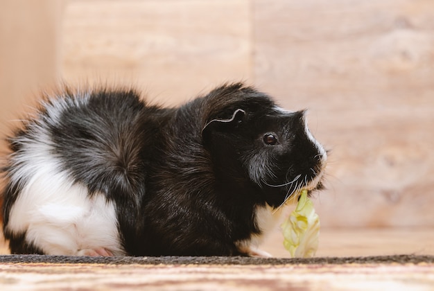 Cavia che mangia la foglia del cavolo.