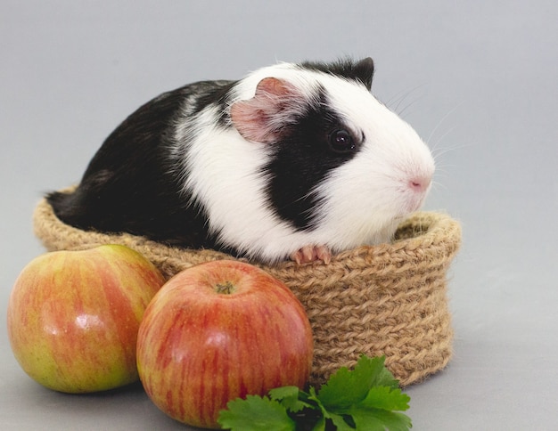 Cavia che mangia verdure fresche