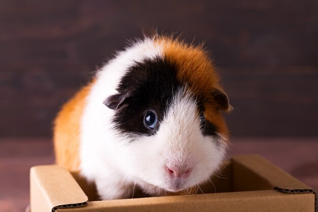 Cavia dell'orsacchiotto che scala sulla scatola