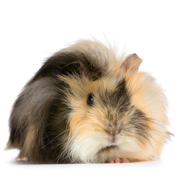 Cavia di angora isolata