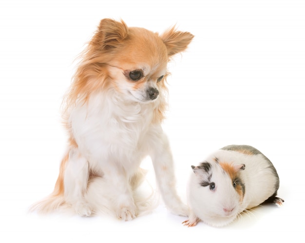 cavia e chihuahua