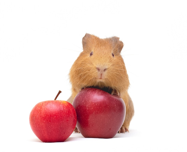 Cavia e mela rossa su fondo bianco