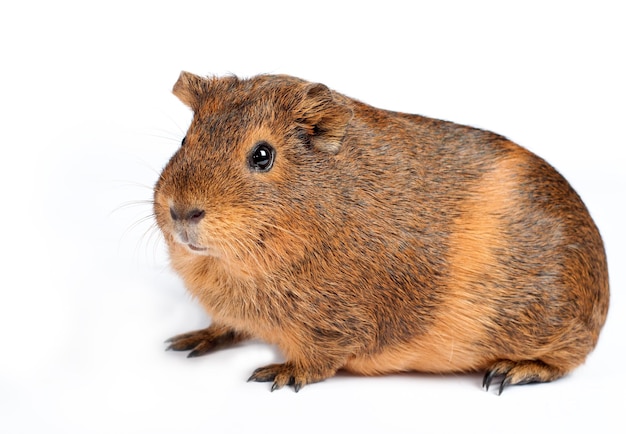 Cavia isolata su bianco