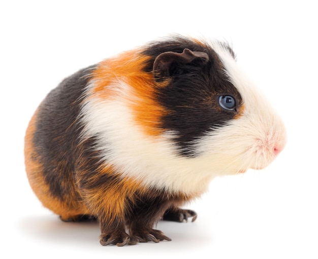 Cavia isolata su sfondo bianco Cavia divertente