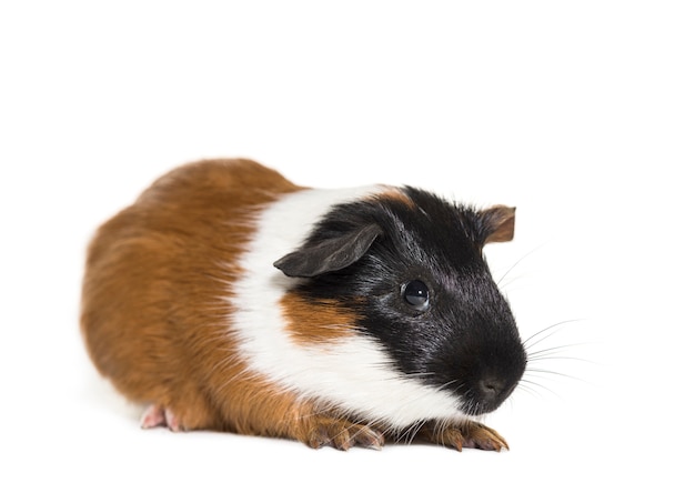 Cavia isolata