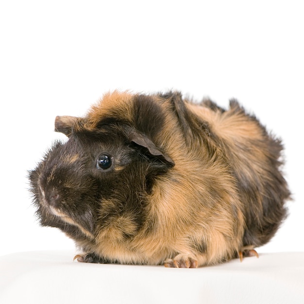 Cavia isolata