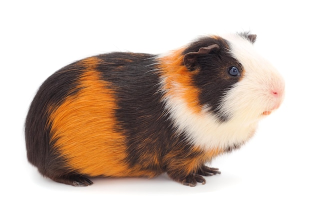 cavia isolato