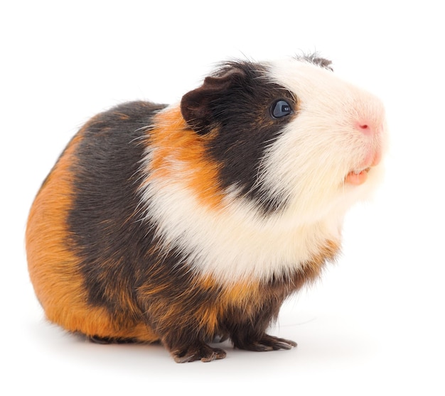 cavia isolato