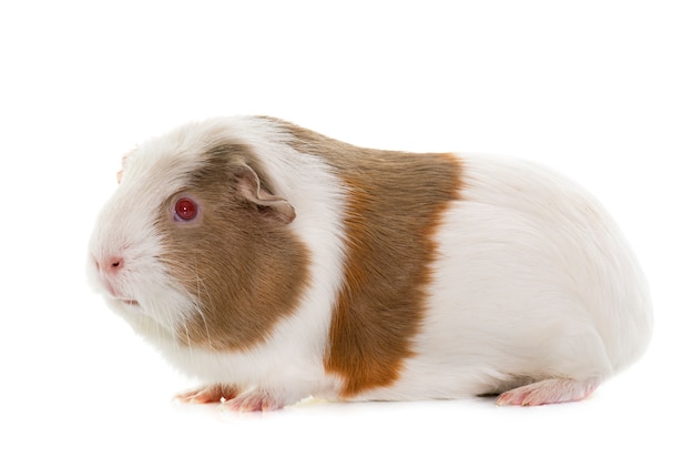 cavia isolato