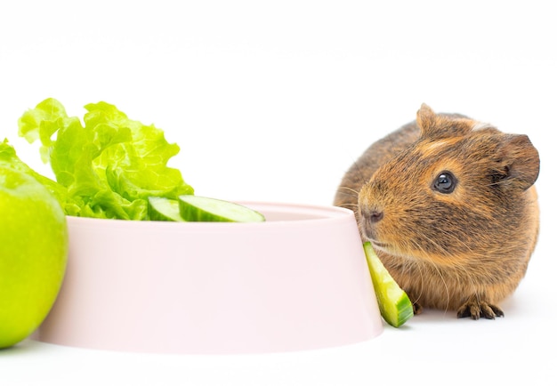 Cavia mangiare mela verdi dalla ciotola su sfondo bianco