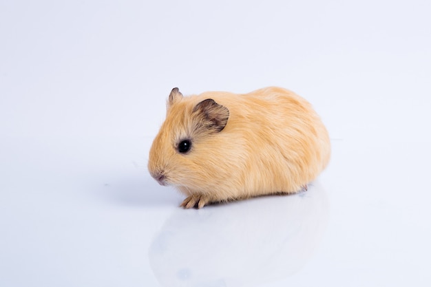 Cavia marrone su bianco isolato