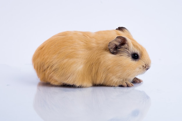 Cavia marrone su bianco isolato