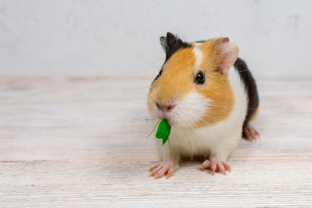 Cavia multicolore su sfondo bianco