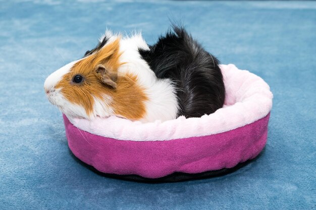 Cavia Una giovane cavia divertente si trova in una culla rosa un'amaca rosa