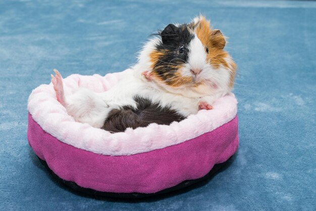 Cavia Una giovane cavia divertente si trova in una culla rosa un'amaca rosa