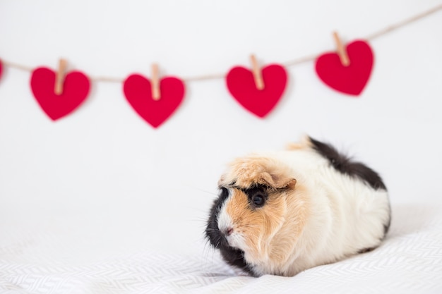 Cavia vicino alla fila di cuori decorativi sul filo