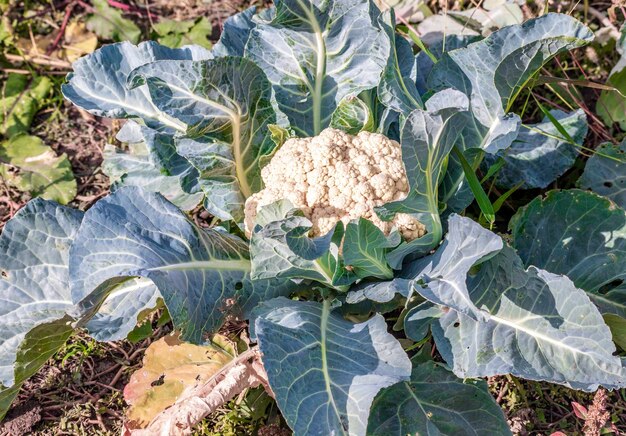 Cavolfiore che cresce nel campo