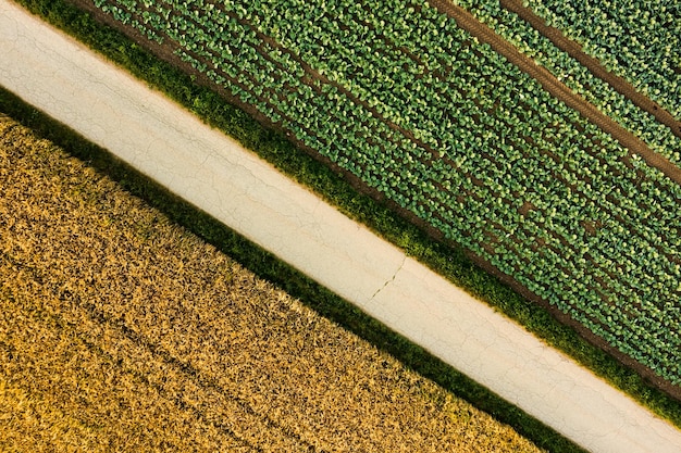 Cavoli freschi dal campo della fattoria Vista delle piante di cavoli verdi