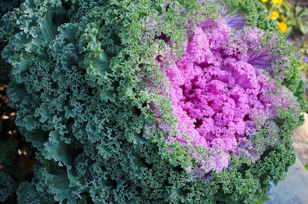 cavoli rossi ornamentali in un giardino botanico autunnale