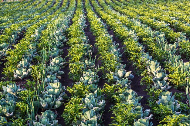 Cavoli verdi, cipolla e patate in fila crescono sul campo