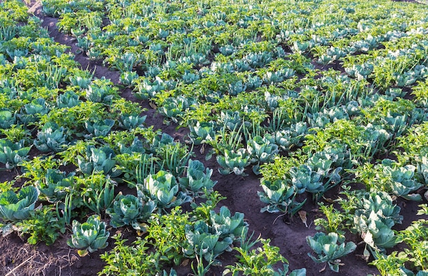 Cavoli verdi, cipolla e patate in fila crescono sul campo