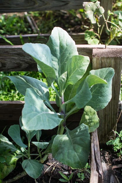 Cavolo cappuccio nel piccolo giardino