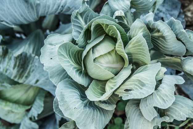 Cavolo cappuccio piccolo e foglie grandi sul letto del giardino. Alimenti naturali e sicuri. Vista dall'alto.