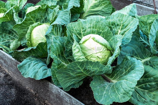 Cavolo che cresce su un letto da giardino rialzato in una fattoria biologica