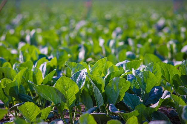 Cavolo cinese piantato nel giardino