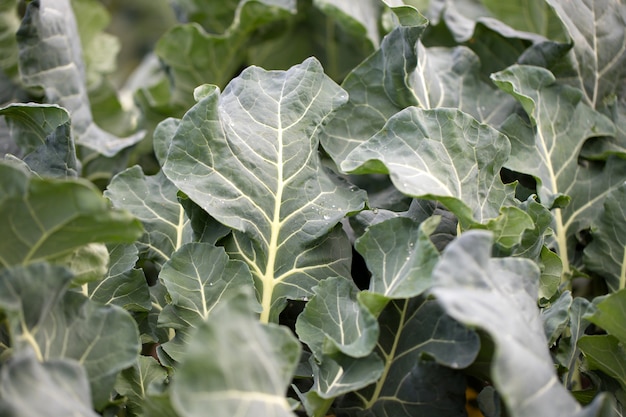 Cavolo crescente fresco verde nel campo