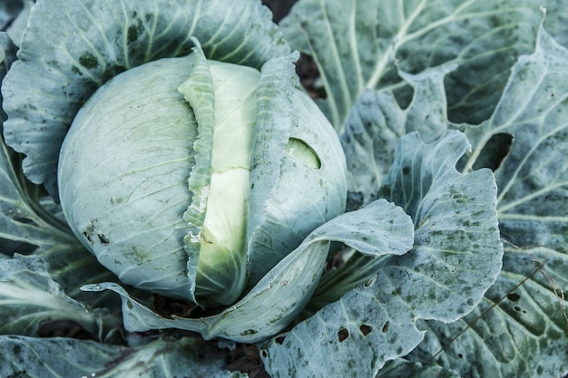 Cavolo dalla testa grossa e foglie grandi sul letto del giardino. Alimenti naturali e sicuri. Vista dall'alto.