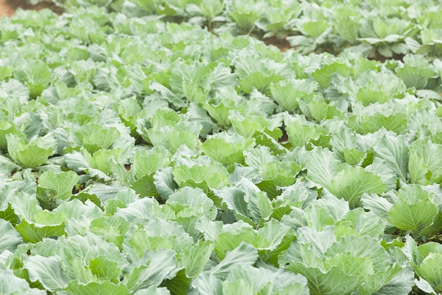 Cavolo di agricoltura