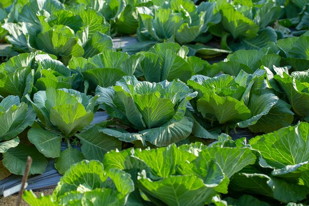 Cavolo fresco dal campo dell&#39;azienda agricola, cavolo nel giardino