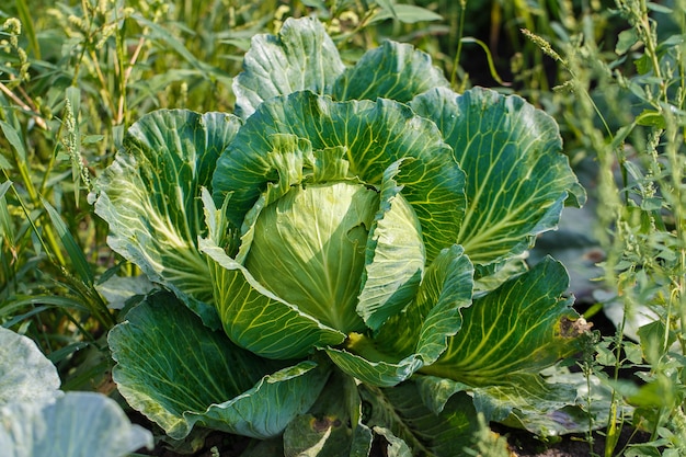 Cavolo grosso in giardino, cavolo fresco dell'orto