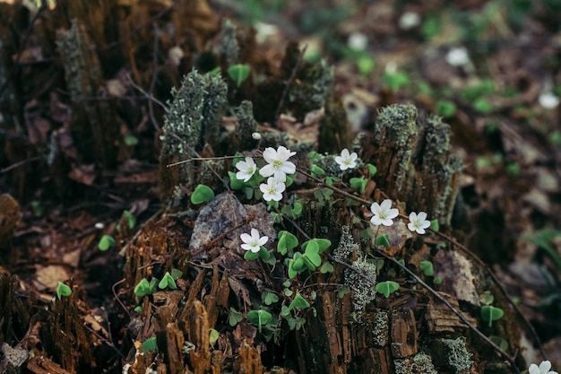 Cavolo lepre Piccoli fiori bianchi sbocciano nel vecchio ceppo sullo sfondo forestsummer