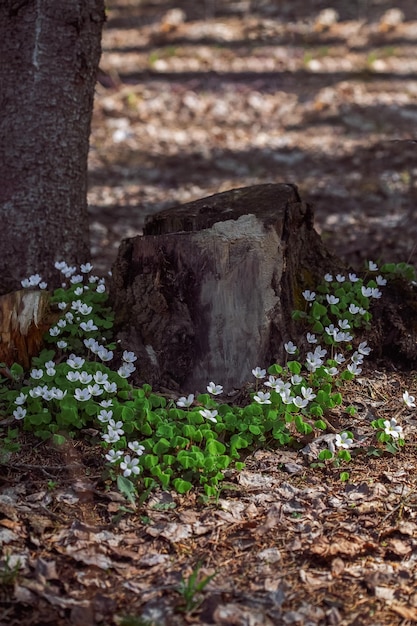 Cavolo lepre Piccoli fiori bianchi sbocciano vicino al vecchio ceppo nella foresta Sfondo naturale