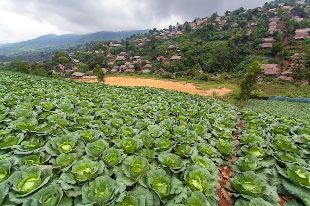 Cavolo organico in un campo di fattoria