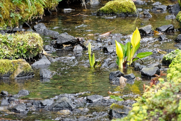 Cavolo Skunk giallo (Lysichiton americanus)