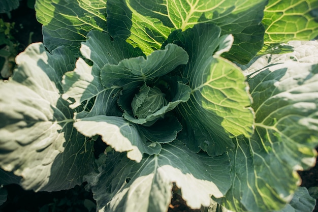 Cavolo verde che cresce nel giardino sotto il sole