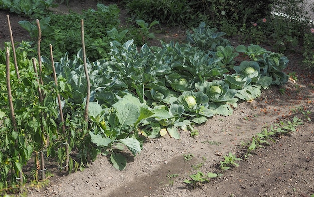 Cavolo verdure pianta alimentare